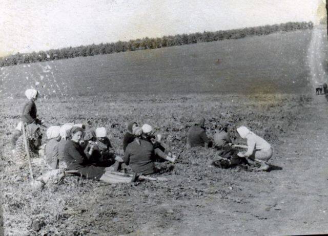 Фотография. Труженицы на поле.