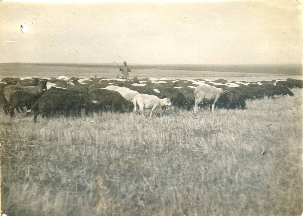 Фото сюжетное. Гурт колхозных овец. 1930-е гг.