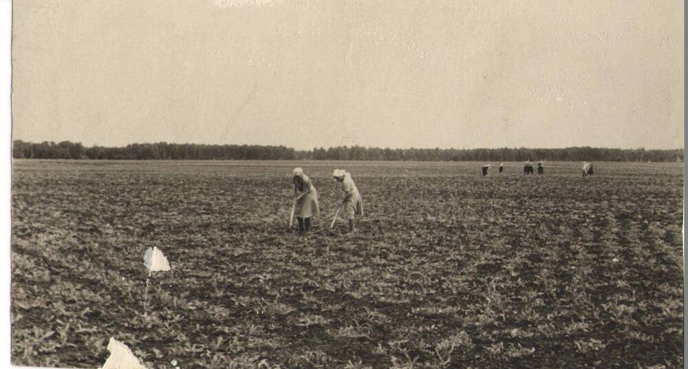 Фотография На кукурузном поле