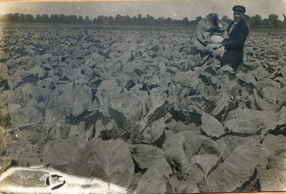 Фото сюжетное. На плантации капусты в колхозе Крестьянин. 1930-е гг.