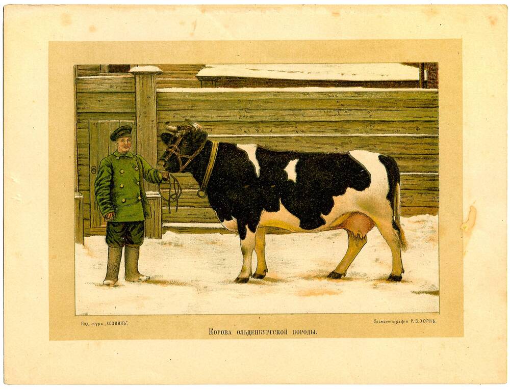 Картинка с изображением коровы ольденбургской породы.