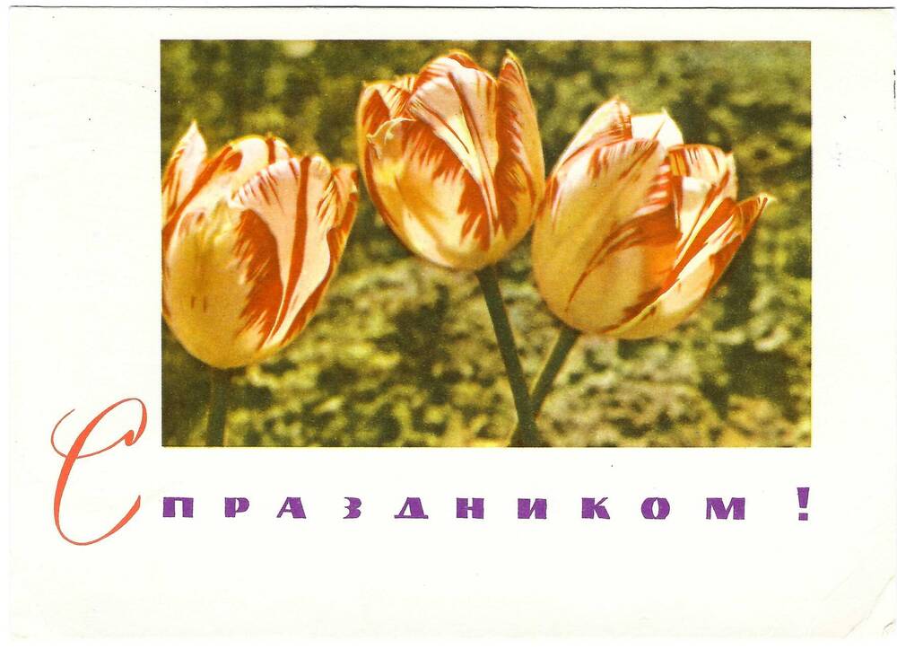 Письмо (открытка) Т. Н. Рогаль-Левицкой Ел. Ф. Гнесиной 27.04.1966 г.