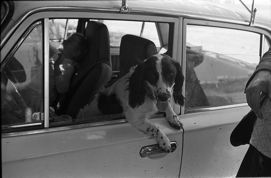 Негатив. В кадре собака породы кокер - спаниель высунулась из окна автомобиля.