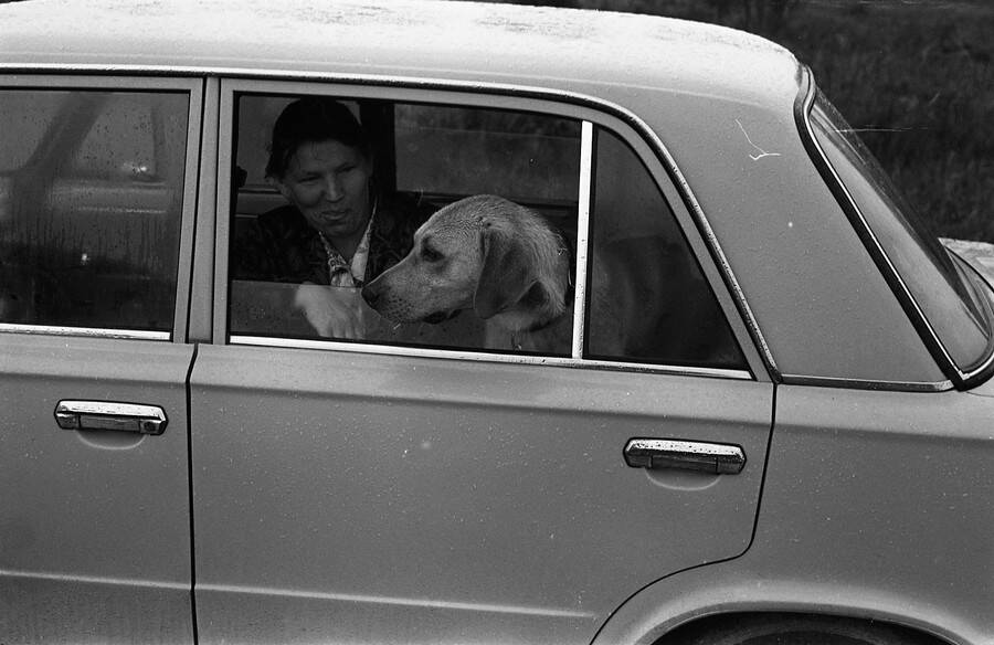 Негатив. В кадре женщина с собакой  выглядывают из заднего окна автомобиля.
