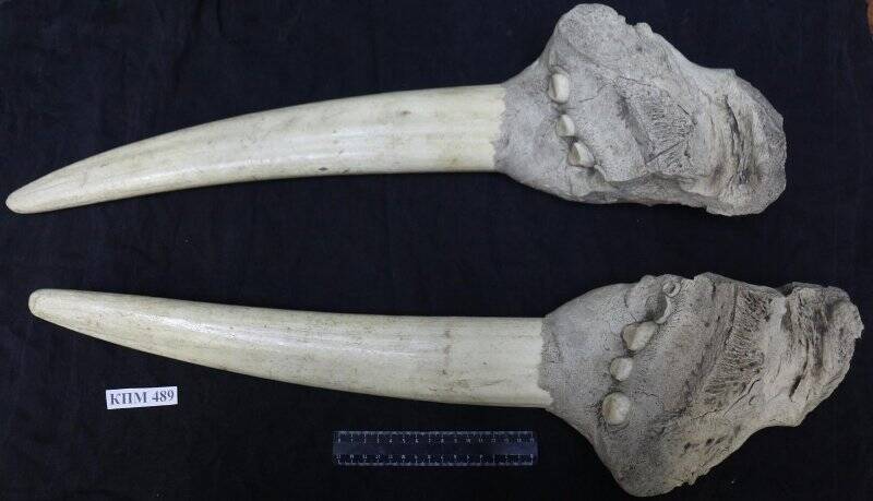 Лицевая часть черепа моржа Odobenus rosmarus с бивнями