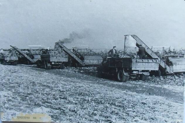 Фотография Уборка кукурузы на силос в колхозе имени Ильича