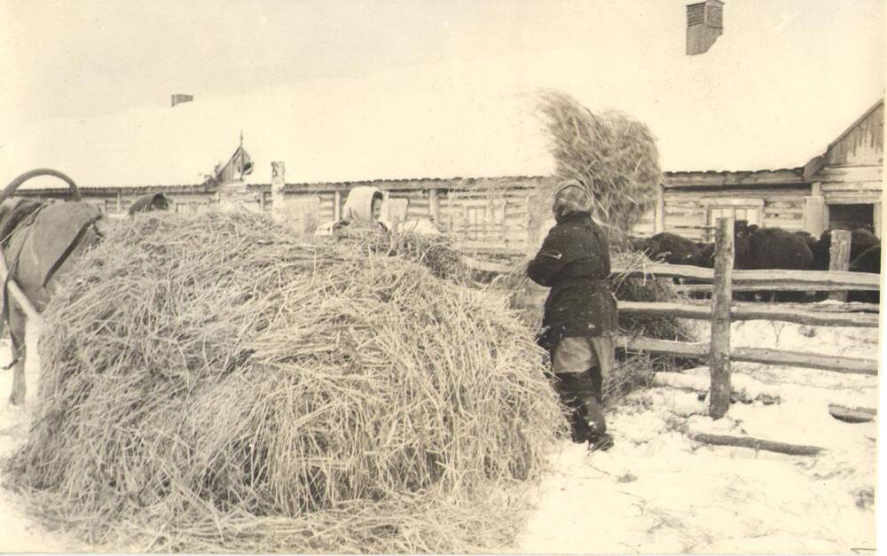 Фотография Девятиклассницы разносят сено