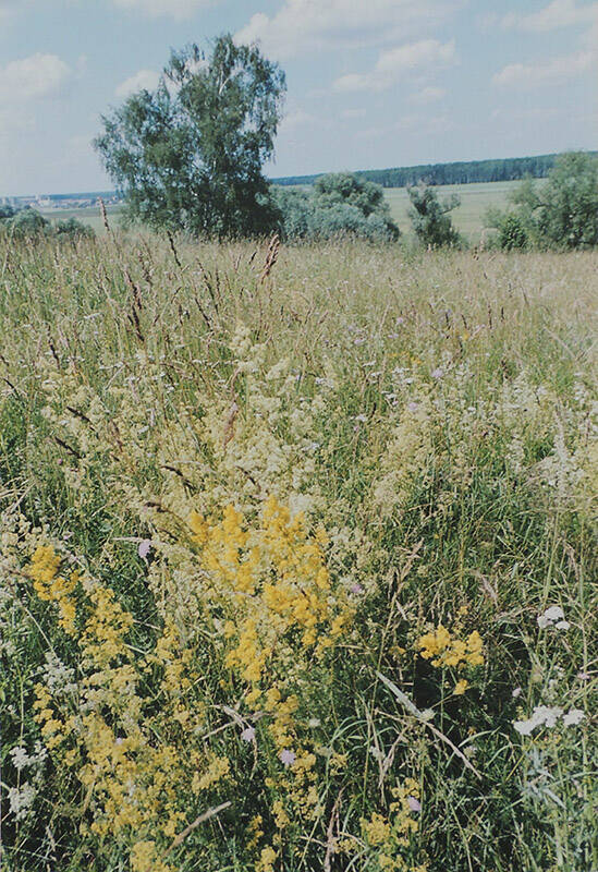 Современная художественная фотография. Серия: Природа. Мой милый край.