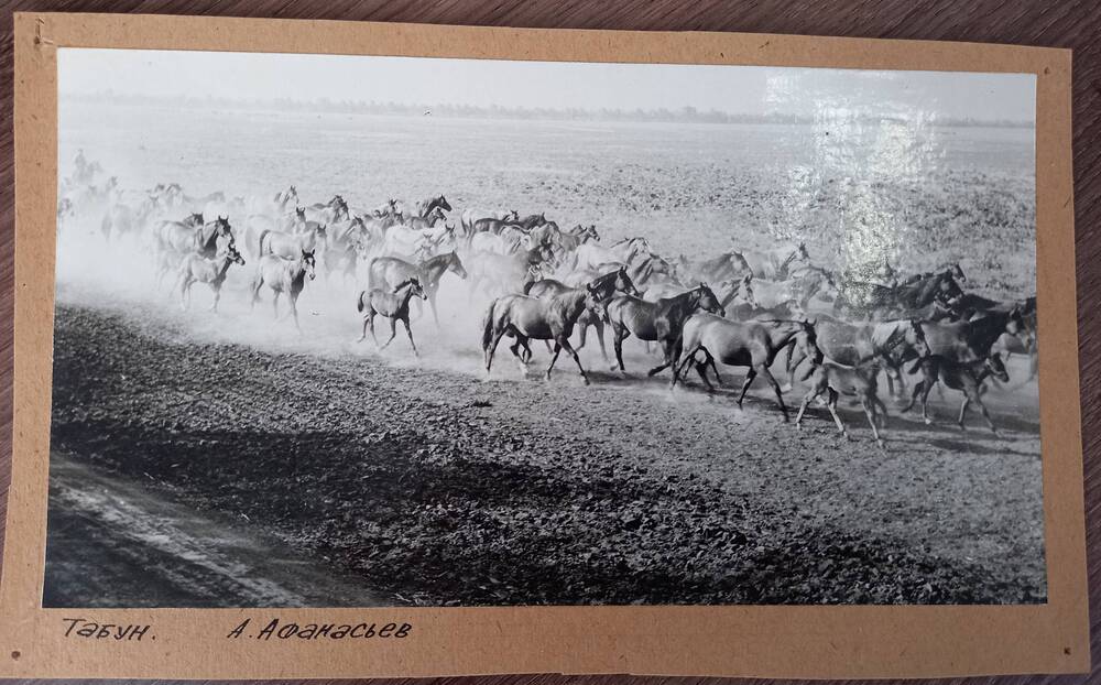 Фотография Табун лошадей конезавода Восход. Новокубанский район, 1975 г. (наклеена на картон). Автор снимка: Афанасьев А.И.
