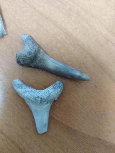 Зубы акулы (крупные)