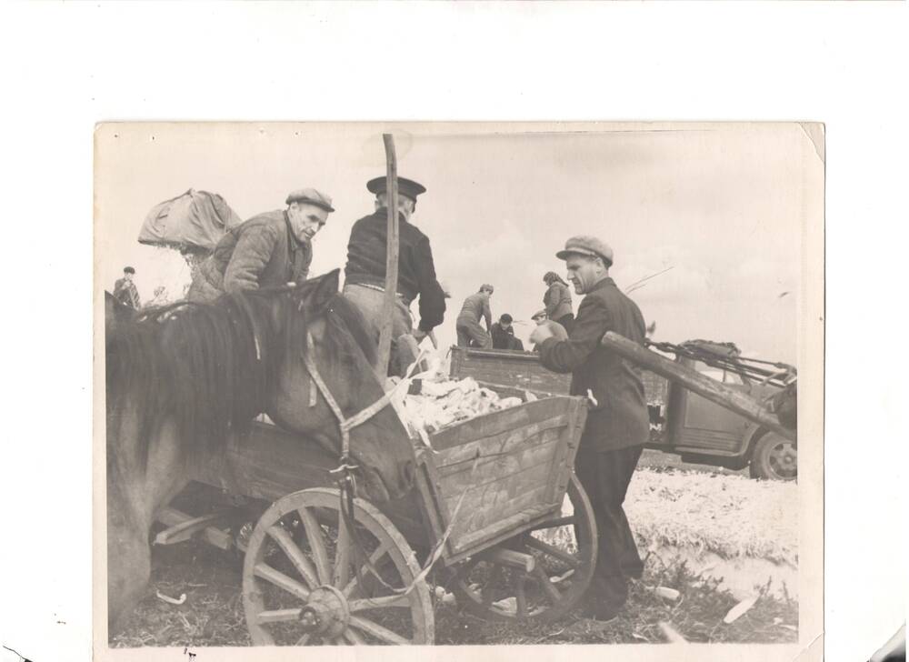 Фотография. Уборка кукурузы в колхозе имени Ленина Новоаннинского района.