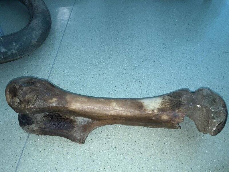 Плечевая кость (правая) с фрагментами связок и мышечных волокон мамонта