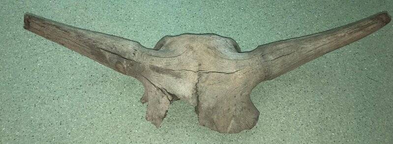 Осевой или мозговой череп с роговидными отростками шерстистого носорога