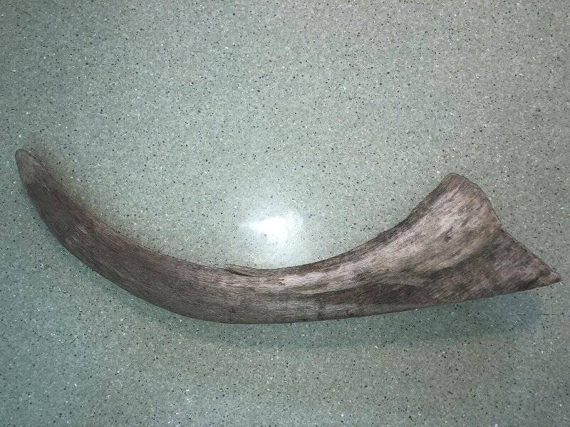 Передний (большой) рог взрослой особи шерстистого носорога