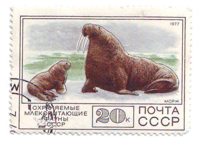 Марка почтовая СССР 20 копеек «Морж» из серии Животные.