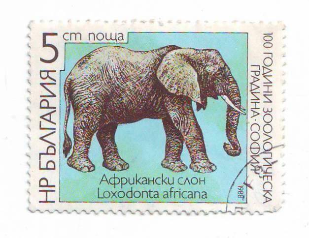 Марка почтовая Болгария 5 ст поща «Африканский слон» из серии Животные.