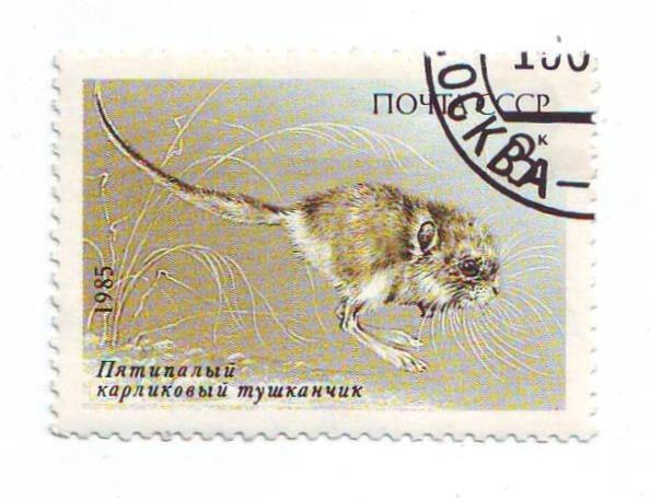 Марка почтовая СССР 3 копейки из серии Животные.