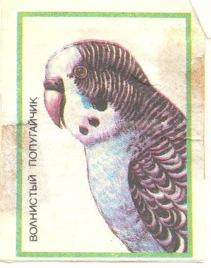 Спичечная этикетка из серии Попугаи. Волнистый попугайчик.