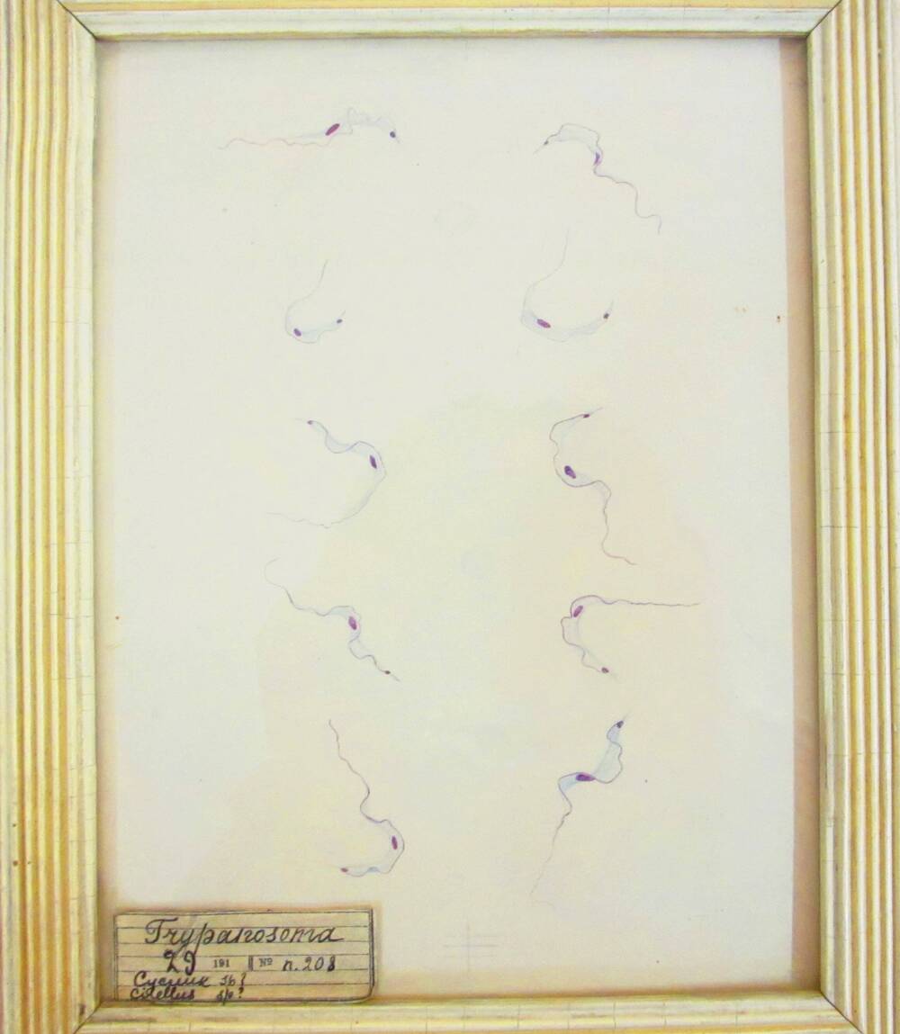 Графика. Trypanosoma.