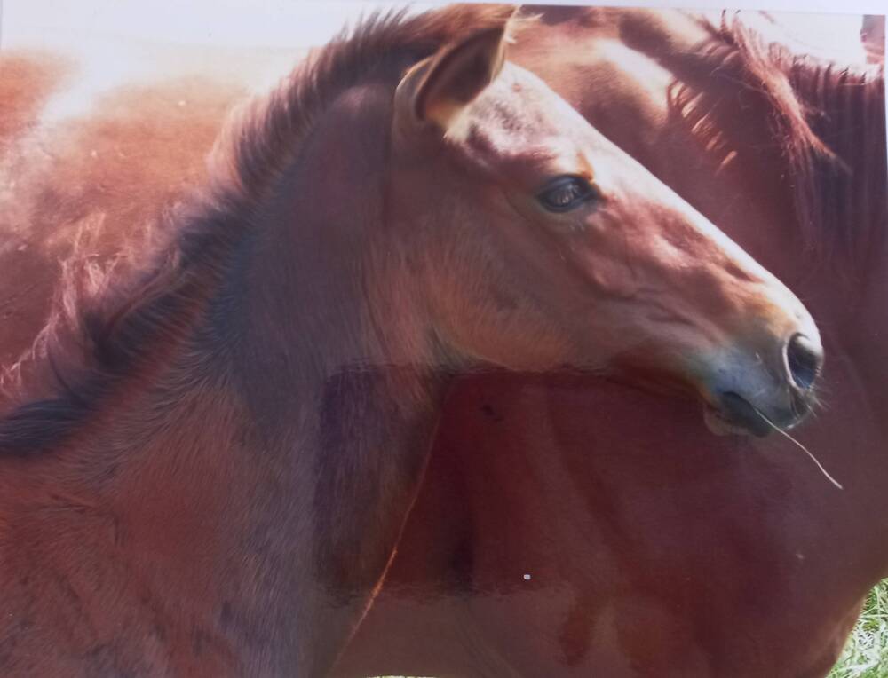 Фотография цветная  с изображением  лошади  Конный завод Восход Новокубанский район 2007г.