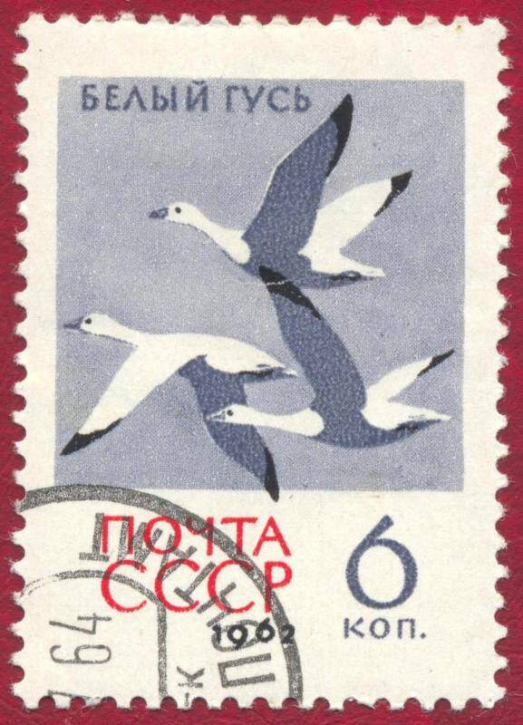 Марка почтовая гашеная. Белый гусь (Anser caerulescens)