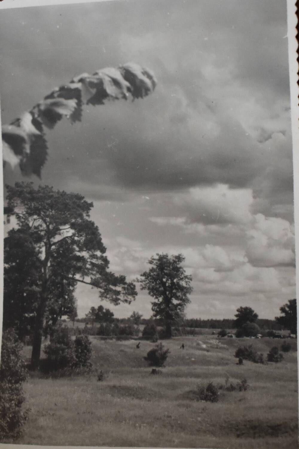 Фотография. Лето. 1952 г.