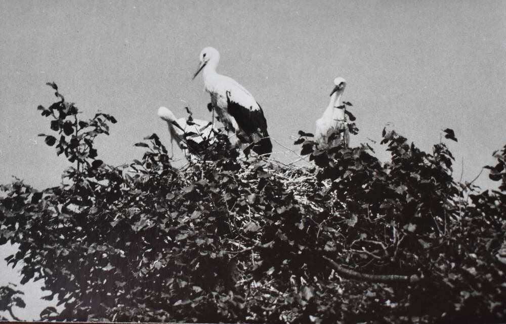 Фотография. Аисты на крыше дома Азаровых