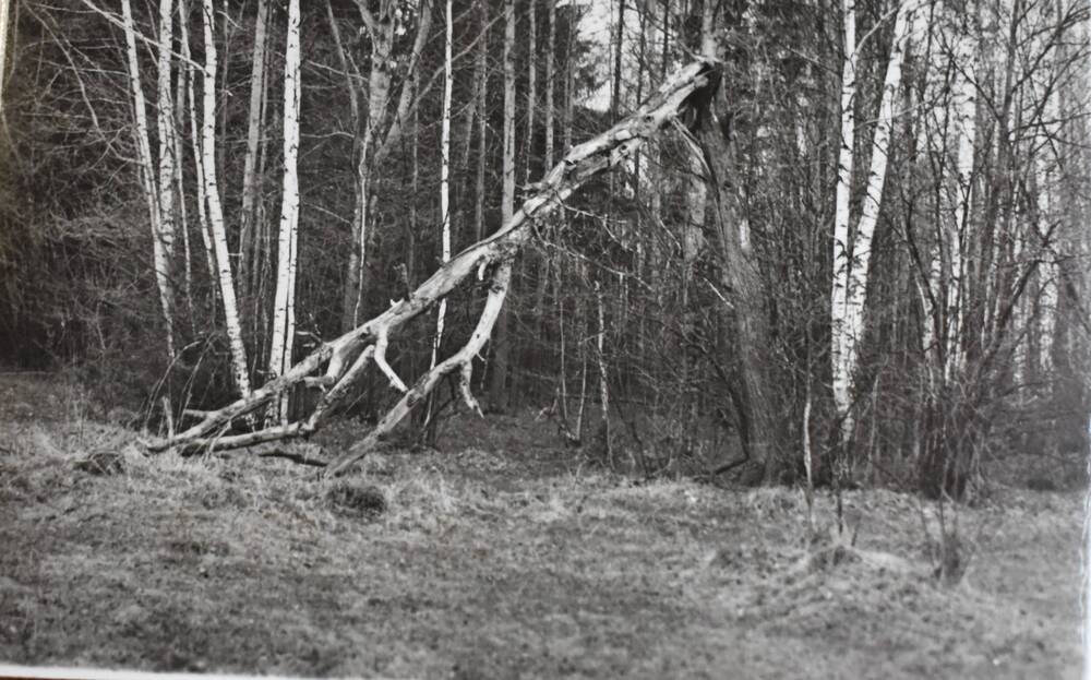 Фотография. Лес. Упавшее дерево