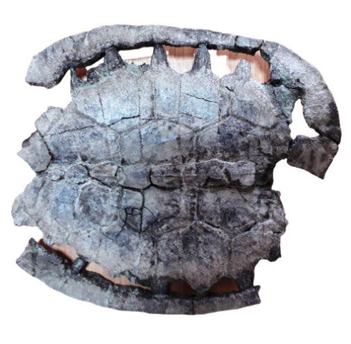 Фрагмент карапакса черепахи Annemys Scharypovensis