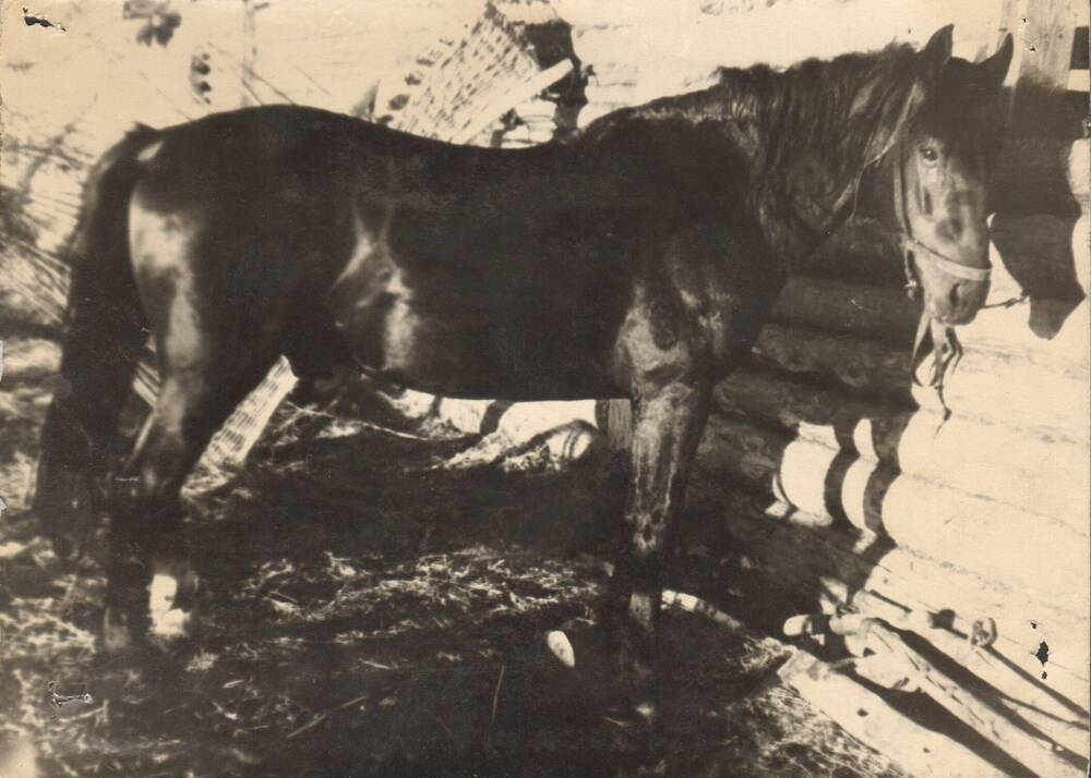 Фотография. Конь-производитель в колхозе «Искра».