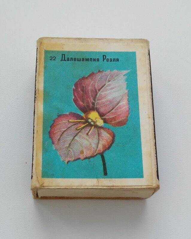 Коробок спичечный «Далешампия Резля», из набора сувенирных спичечных коробков «Главный ботанический сад АН СССР»
