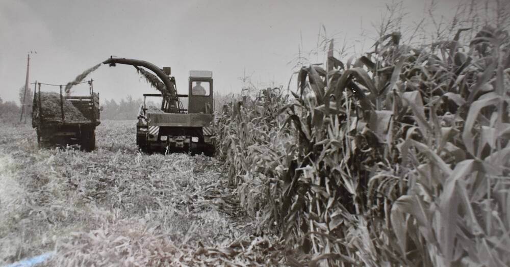 Фотография. Заготовка кукурузы в совхозах Жиздринского района