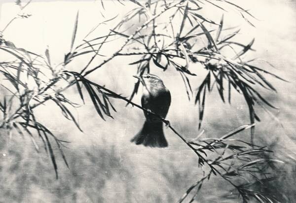 Фотография. «Птицы Забайкалья. Пеночка-зарничка. Долина реки Онон у Оловянной»