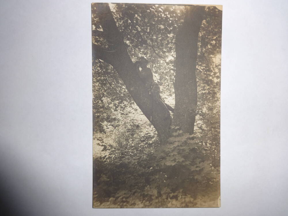 Фотография ч/б
Офицер с биноклем на дереве