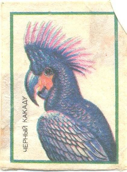Спичечная этикетка из серии Попугаи. Чёрный какаду.