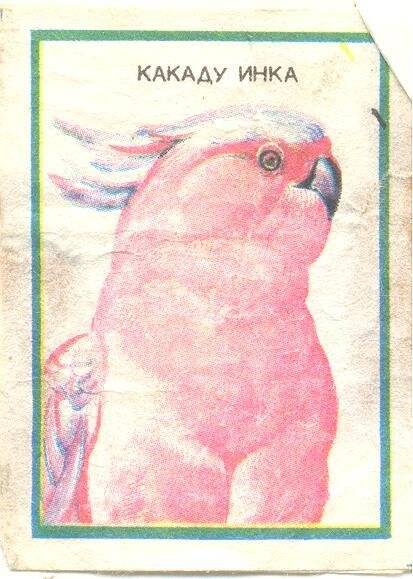 Спичечная этикетка из серии Попугаи. Какаду инка.