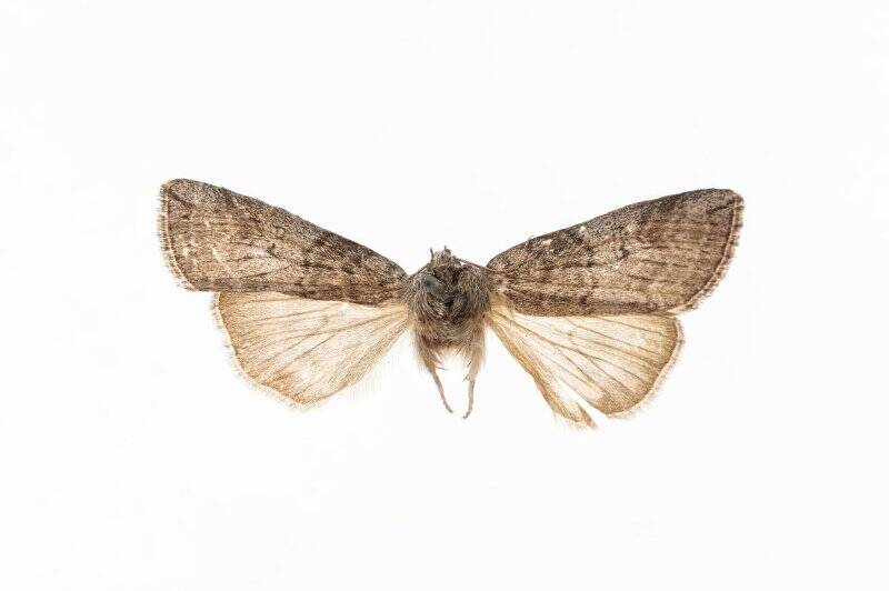 Насекомые. Бабочка. Пухоспинка серая. Tethea or akanensis (Matsumura, 1933)