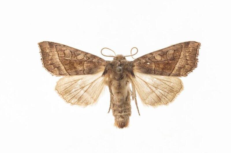 Насекомые. Бабочка. Совка белокопытниковая. Hydraecia petasitis Doubleday, 1847