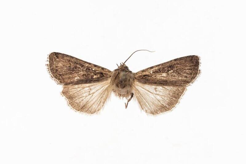 Насекомые. Бабочка. Совка исландская. Euxoa ochrogaster (Guenée, 1852)