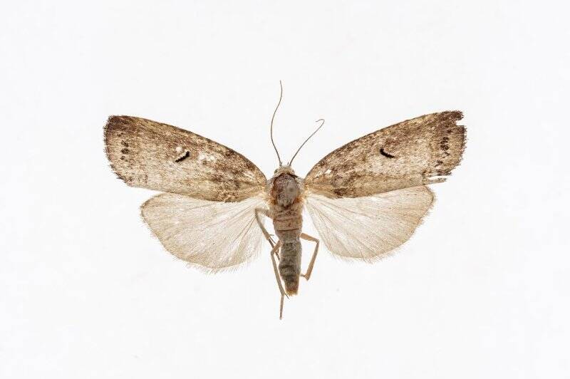 Насекомые. Бабочка. Совка. Kerala decipiens Butler, 1878