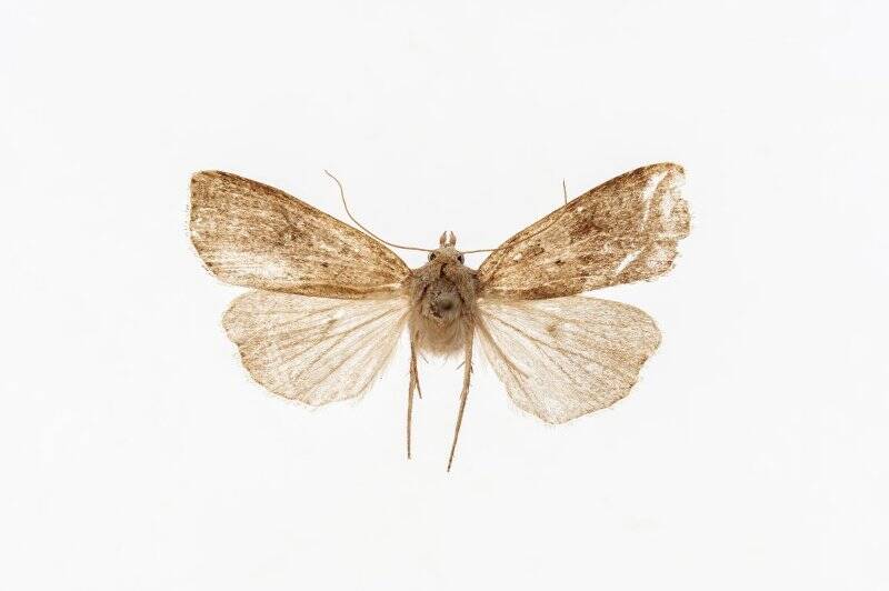 Насекомые. Бабочка. Совка. Sineugrapha exusta (Butler, 1878)