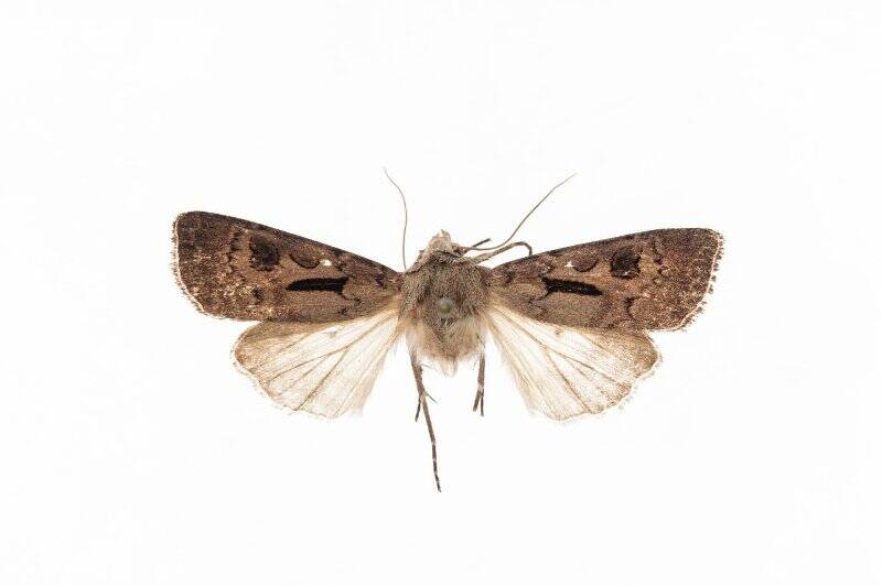 Насекомые. Бабочка. Совка восклицательная. Agrotis exclamationis (Linnaeus, 1758)