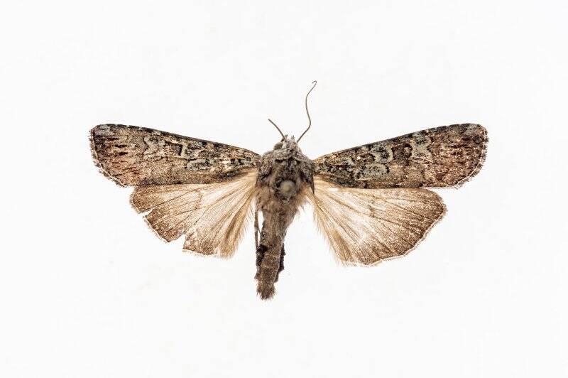 Насекомые. Бабочка. Совка. Actebia praecurrens (Staudinger, 1888)