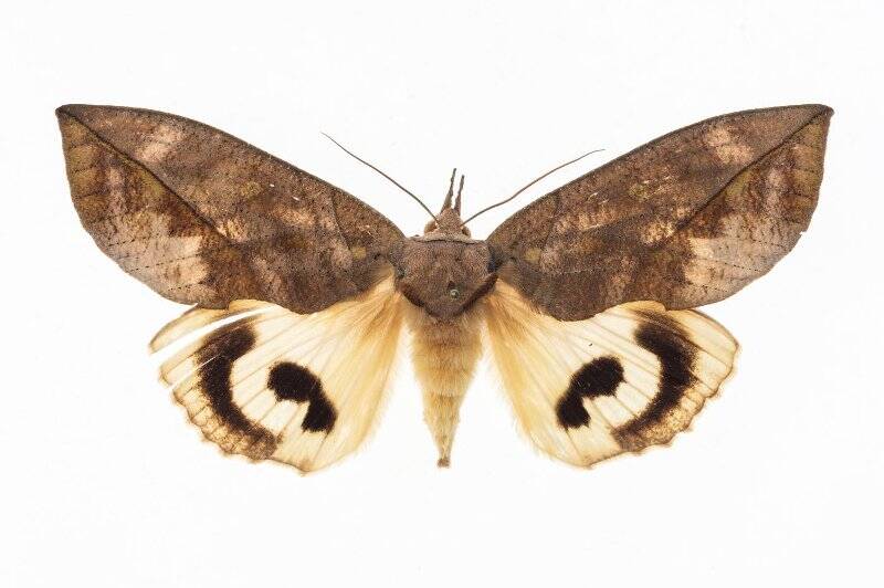 Насекомые. Бабочка. Совка амурская змеиная. Eudocima tyrannus (Guenée, 1852)