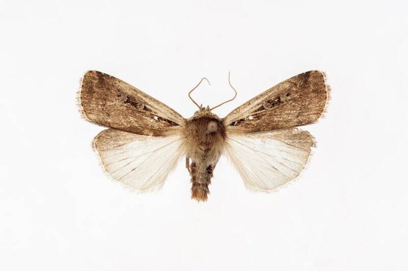 Насекомые. Бабочка. Совка белокрайняя. Ochropleura plecta (Linnaeus, 1761)