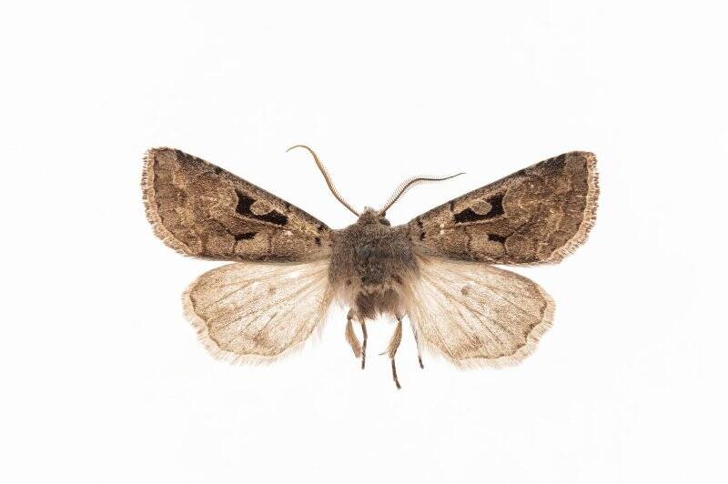 Насекомые. Бабочка. Совка готическая. Orthosia gothica (Linnaeus, 1758) (Совка ранняя буро-серая)