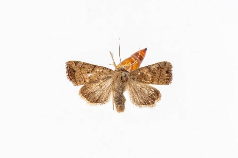 Насекомые. Бабочка. Совка грушевая. Cosmia trapezina (Linnaeus, 1758) ( Совка вязовая желтоватая, многоядная ночница)
