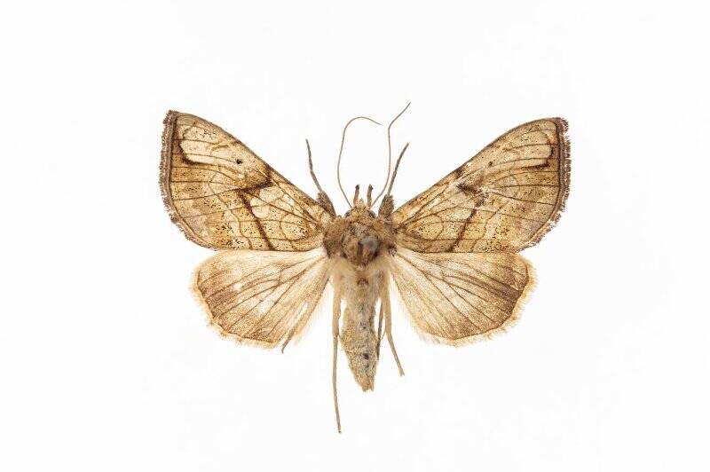 Насекомые. Бабочка. Совка. Polychrysia aurata (Staudinger, 1888)