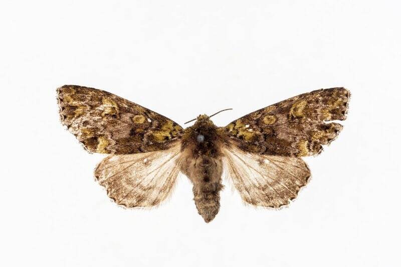 Насекомые. Бабочка. Совка. Trachea tokiensis (Butler, 1884)
