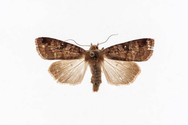 Насекомые. Бабочка. Совка земляная черничная. Diarsia brunnea ([Denis & Schiffermüller], 1775)